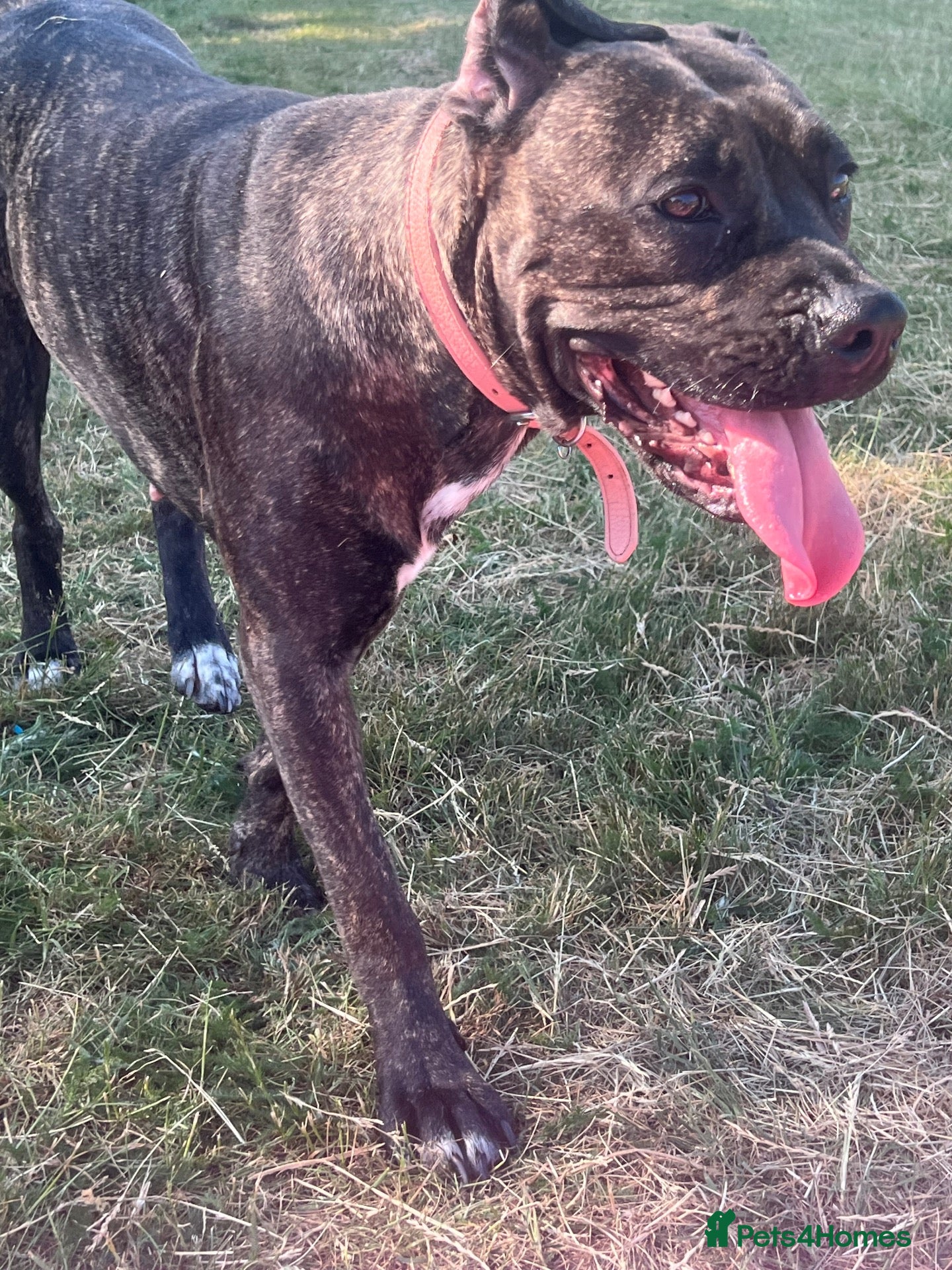 Mixed Breed dogs Puppy’s for sale - Advert 5