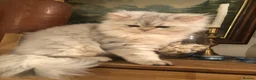 British Shorthair cats for sale: British shorthair kittens  - Advert 14