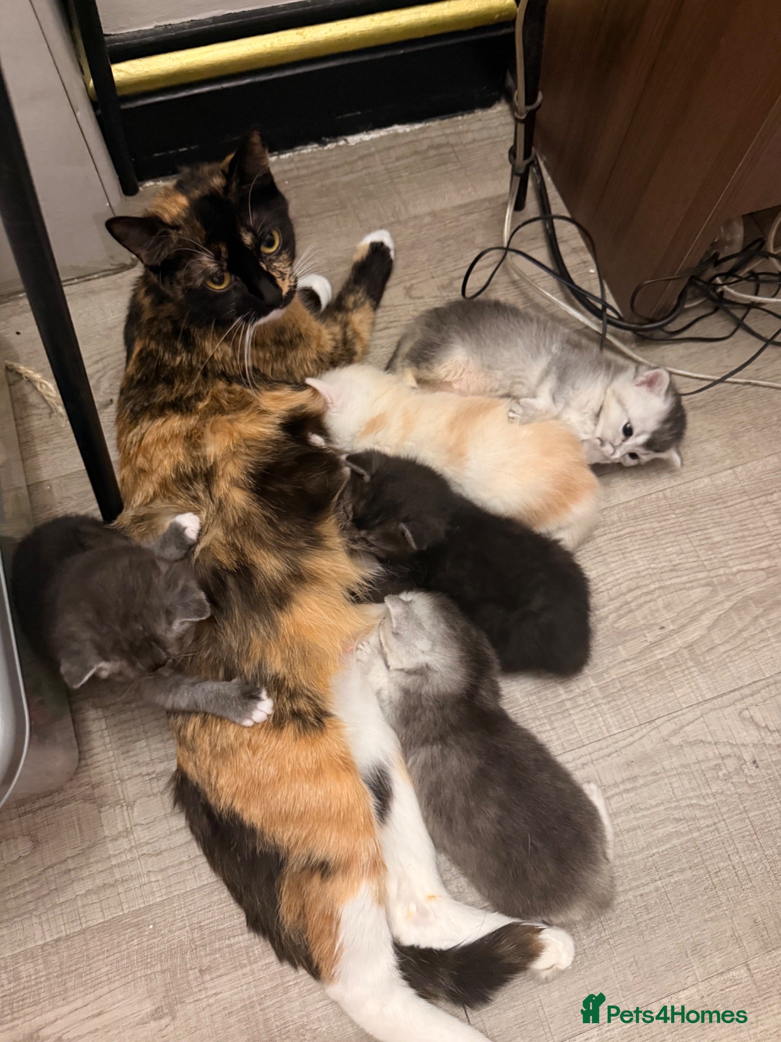 Mixed Breed cats British Shorthair Mixed Kittens  - Advert 10