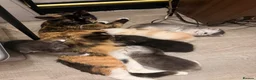 Mixed Breed cats for sale: British Shorthair Mixed Kittens  - Advert 1