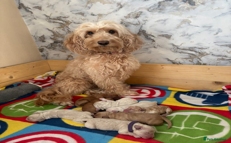 Cockapoo dogs - Advert 2