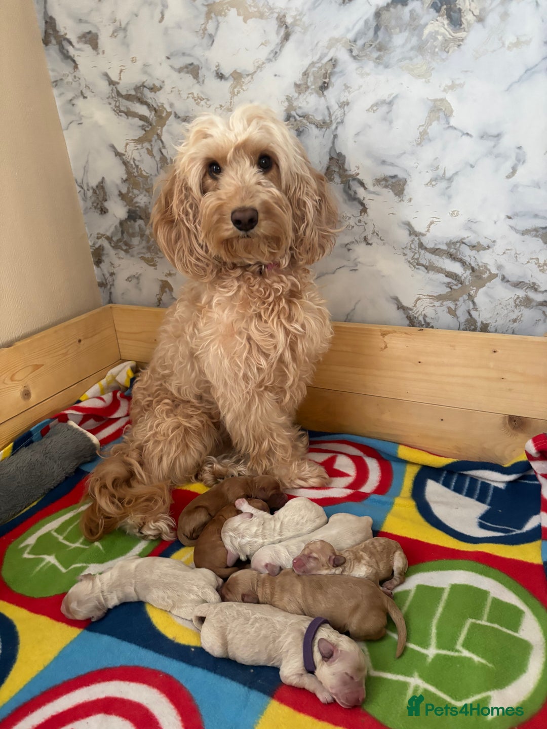 Cockapoo dogs for sale: Cockapoo puppies for sale- extensive DNA tested - Image 1