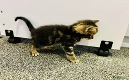 Mixed Breed cats for sale: 5 beautiful kittens for sale  - Image 5