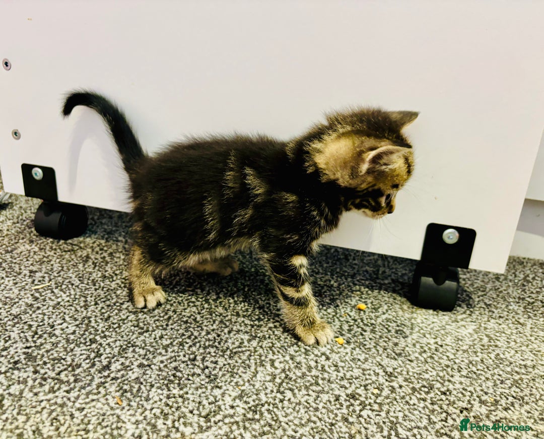 Mixed Breed cats for sale: 5 beautiful kittens for sale  - Image 5