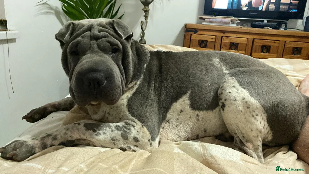 Shar Pei dogs for sale: Stunning rare Shar-Pei puppies  - Advert 7