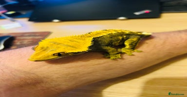 Gecko reptiles - Advert 15