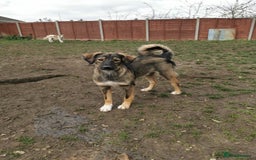 Mixed Breed dogs for adoption: Meet Little BEAR, a Lovely but naughty Boy... - Image 40