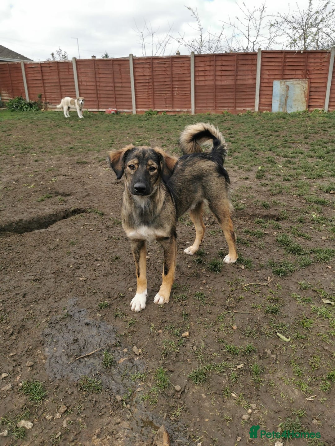Mixed Breed dogs for adoption: Meet Little BEAR, a Lovely but naughty Boy... - Image 40