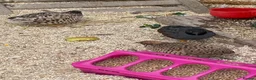 Quail poultry for sale: Japanese painted quail button quail  in Nottingham - Advert 3