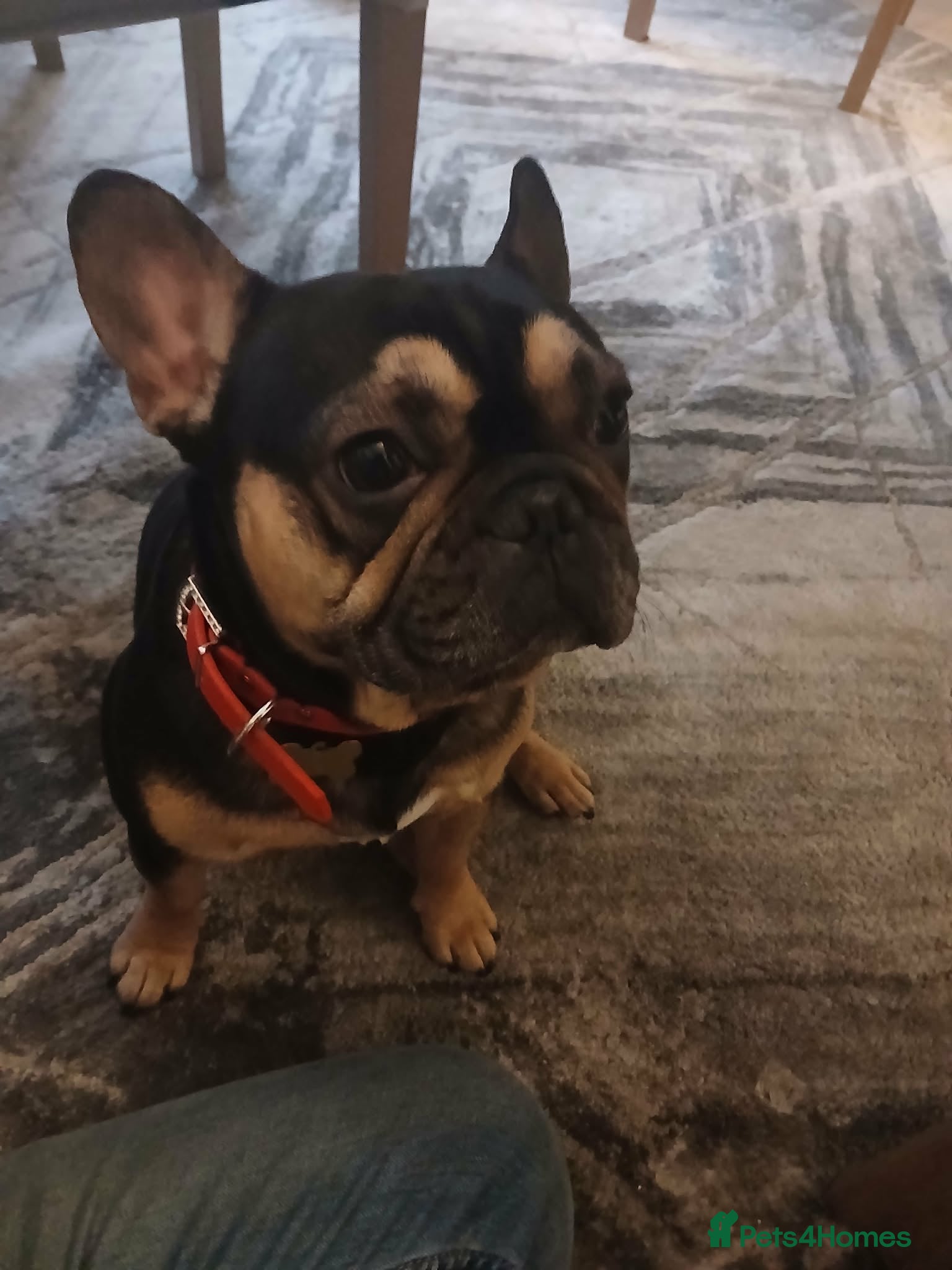 French Bulldog dogs French bulldog for stud - Advert 1