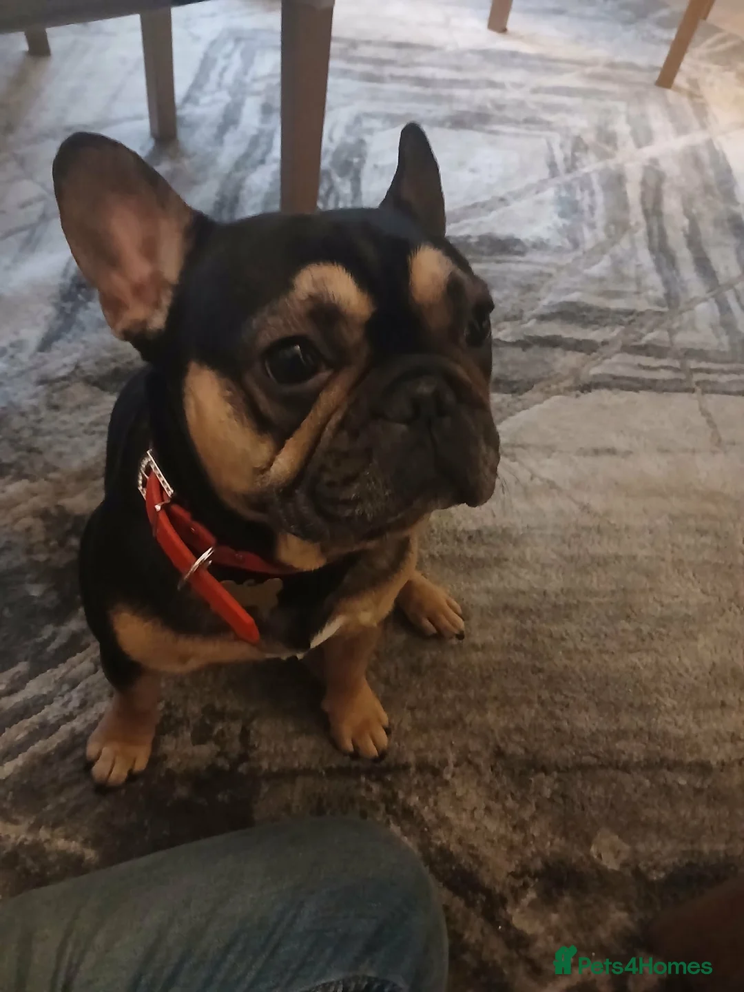 French Bulldog dogs for stud: French bulldog for stud - Advert 1