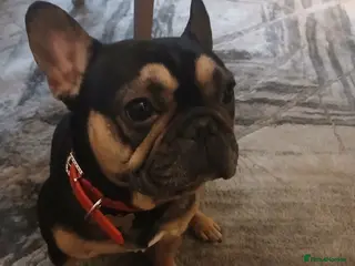 French Bulldog dogs French bulldog for stud - Advert 1