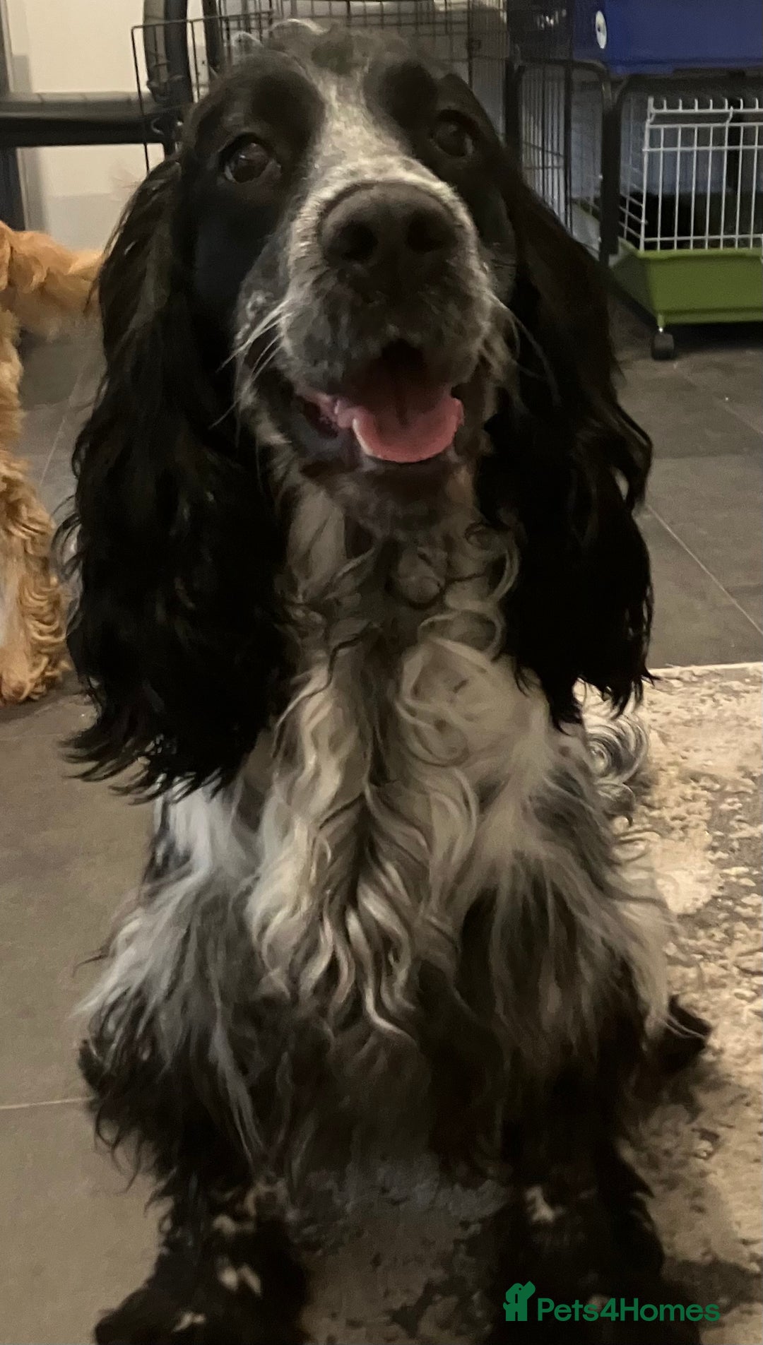 Cocker Spaniel dogs for sale: Beautiful show cocker springer spaniel  - Advert 5