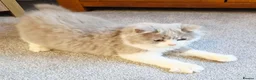 British Shorthair cats for sale: Gorgeous loving purr machines  - Advert 31