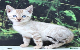 Bengal cats for sale: CUTE SNOW LYNX BENGAL KITTENS (TICA REG) - Image 19