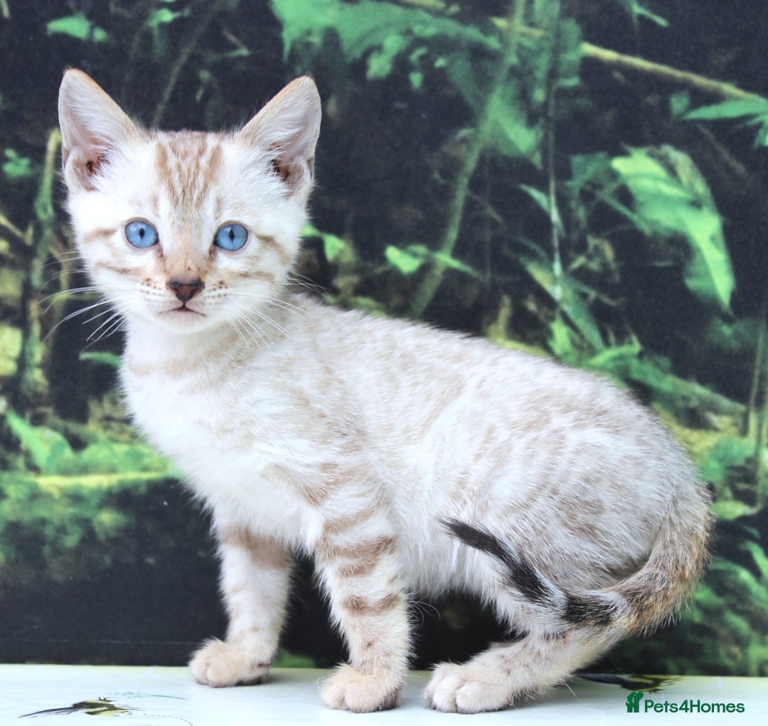 Bengal cats for sale: CUTE SNOW LYNX BENGAL KITTENS (TICA REG) - Image 19