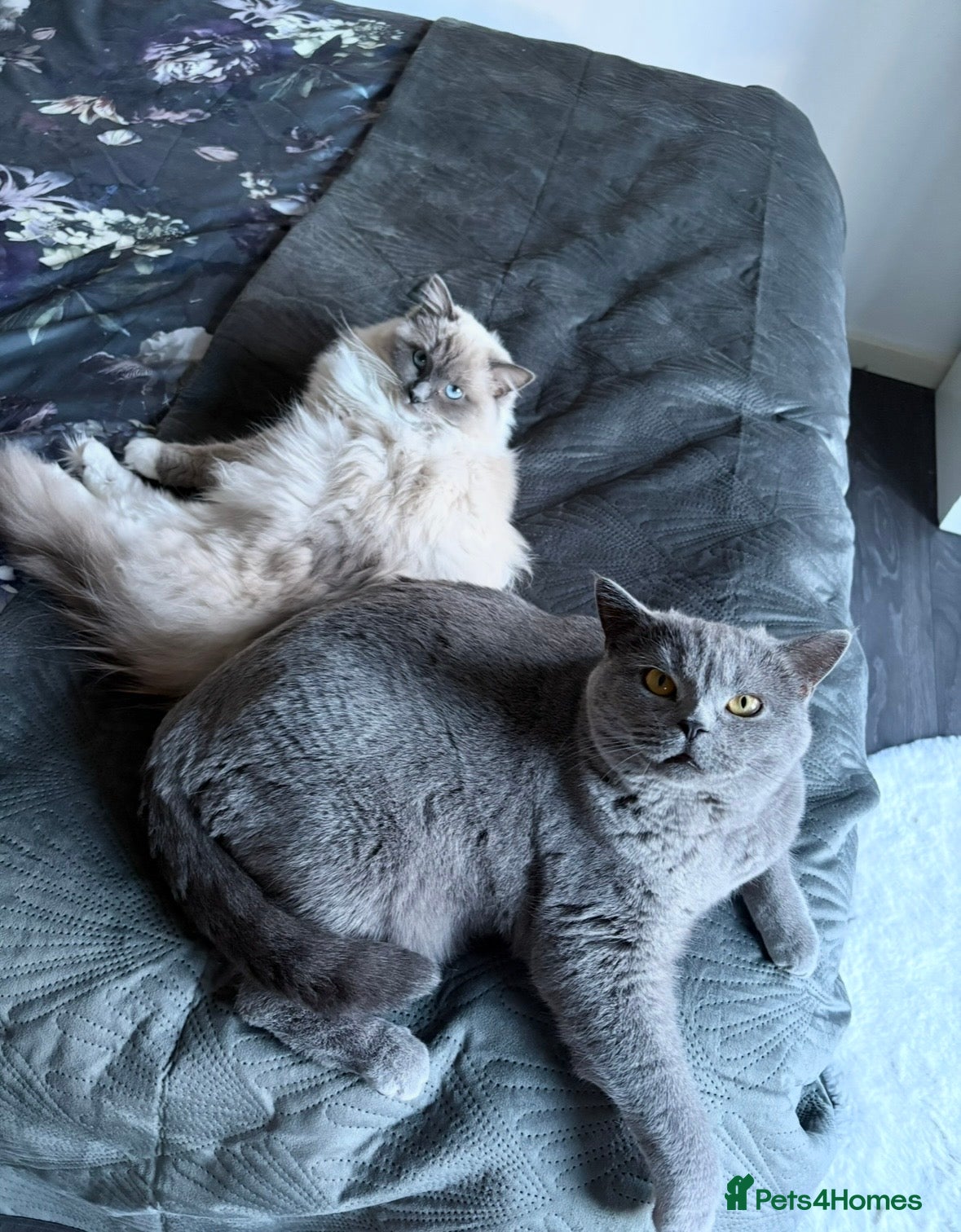 Ragdoll cats Beautiful Ragdoll and Britishshorthair girls.  - Advert 13
