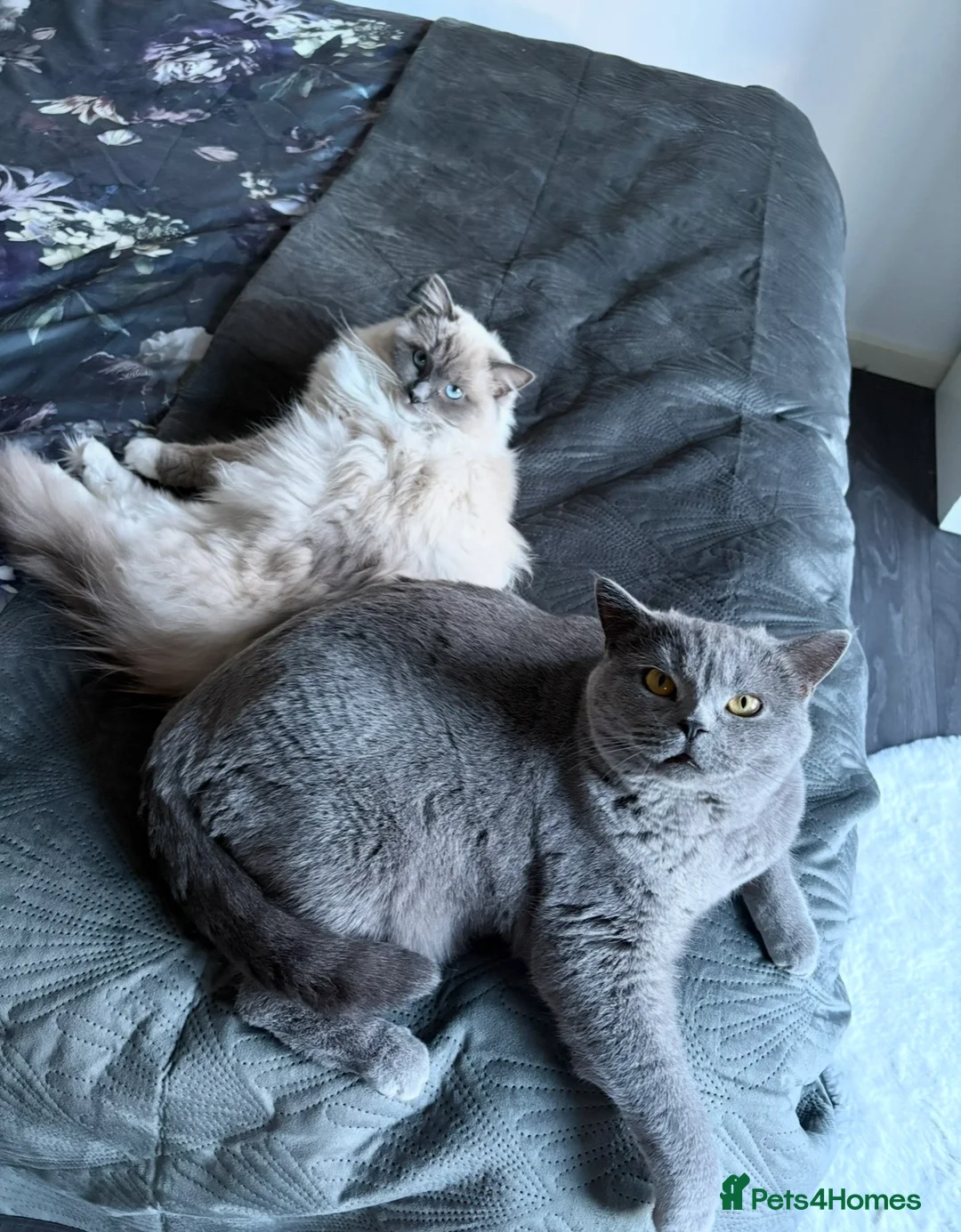 Ragdoll cats for sale: Beautiful Ragdoll and Britishshorthair girls.  in Northolt - Advert 1