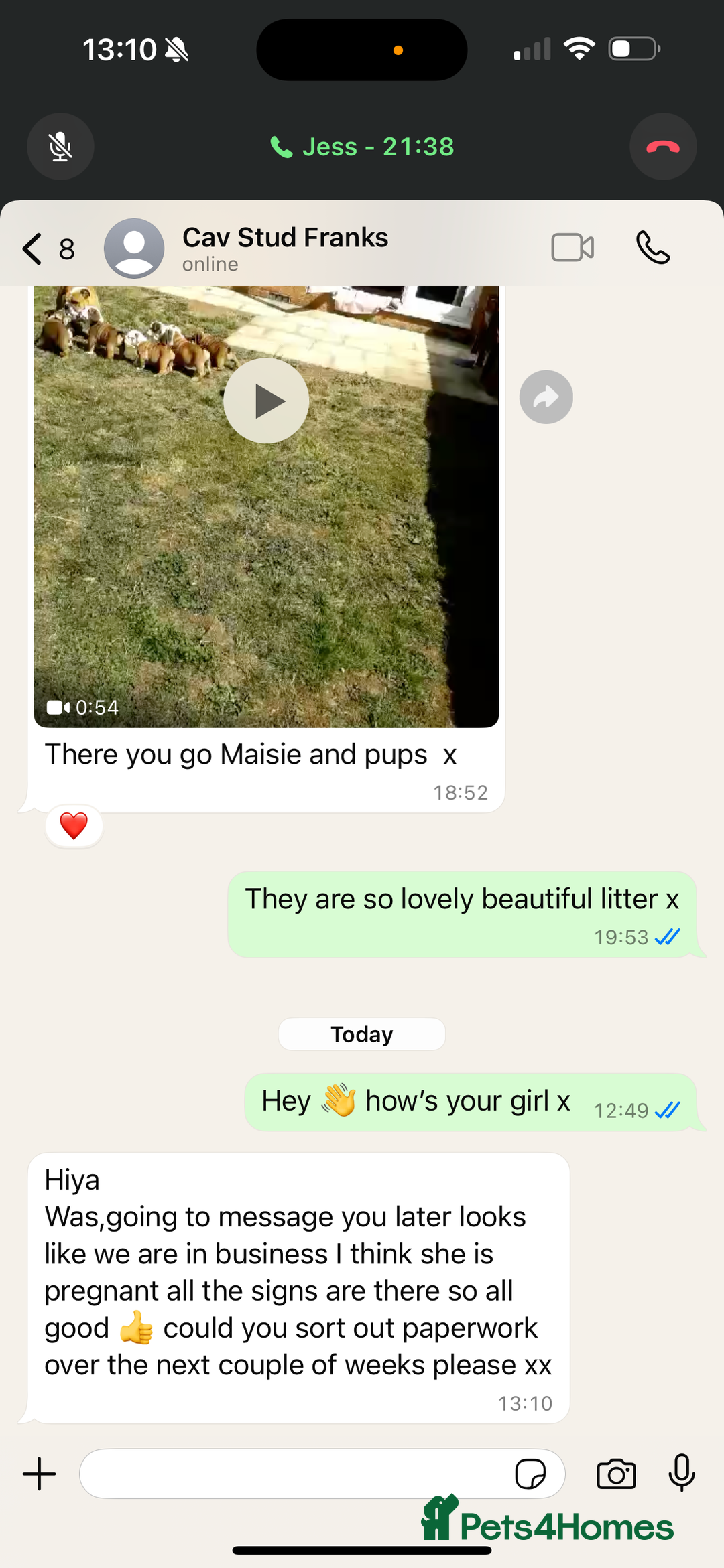 Miniature Poodle dogs for stud: 🇷🇺 Russian import kc reg poodle 🇷🇺  in Newcastle - Advert 18