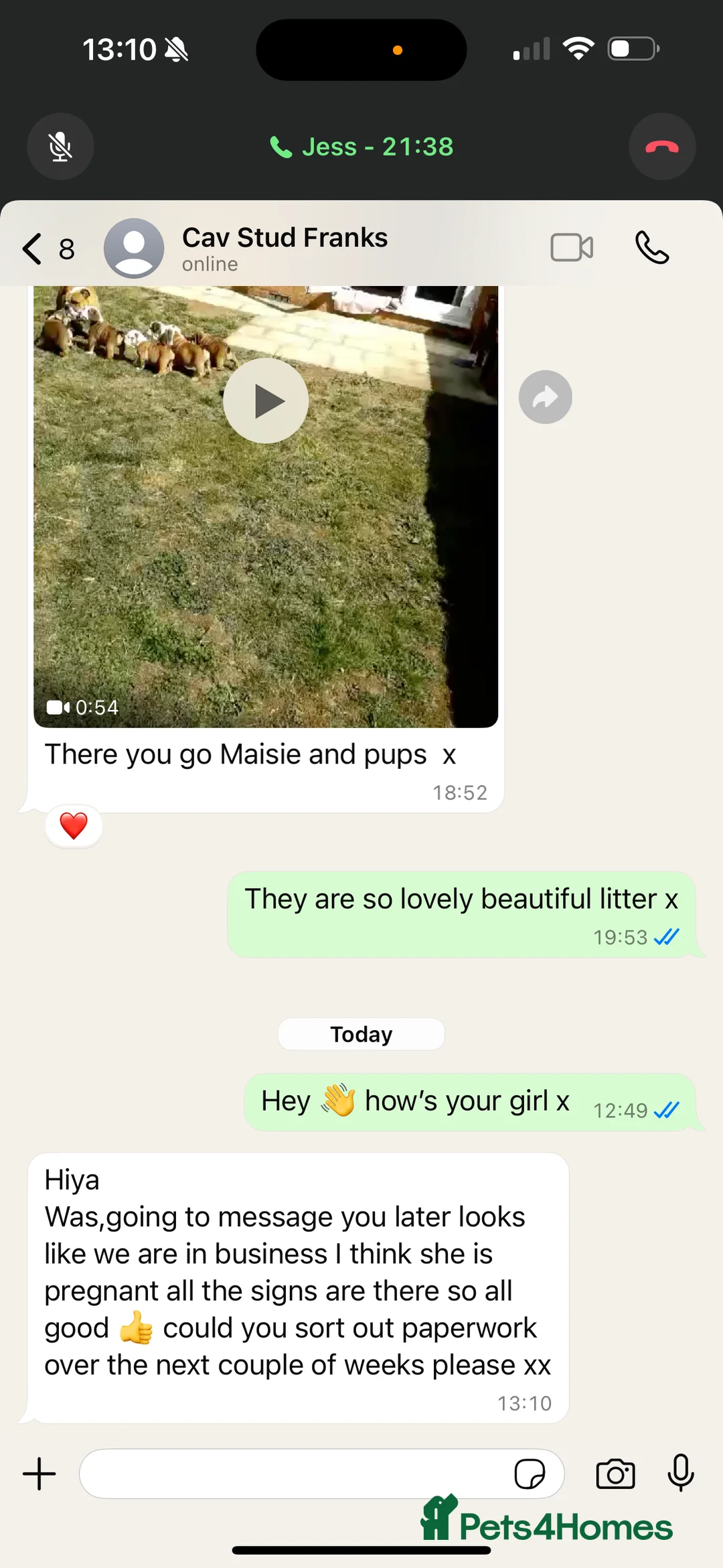 Miniature Poodle dogs for stud: 🇷🇺 Russian import kc reg poodle 🇷🇺  in Newcastle - Advert 18