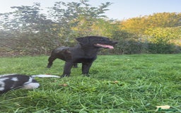 Labrador Retriever dogs for stud: Labrador cross golden retriever for stud  - Image 1