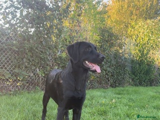 Labrador Retriever dogs - Advert 6