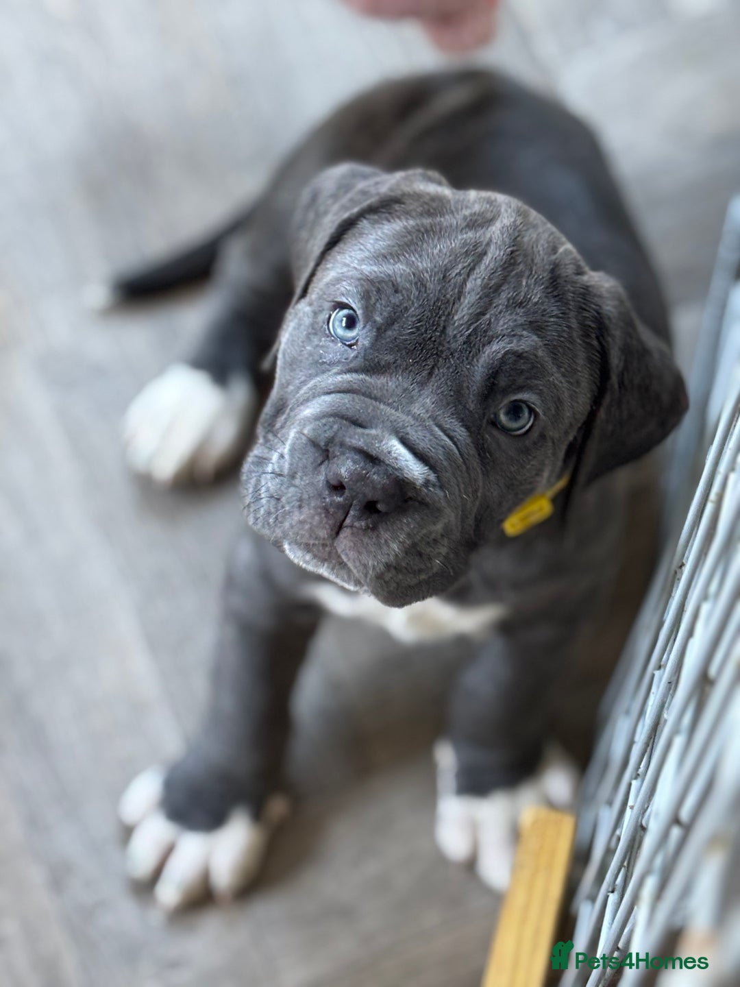 Mixed Breed dogs for sale: Hybrid mastiffs - Advert 13