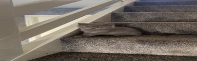 British Shorthair 2