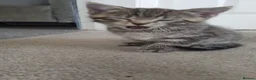 Domestic Shorthair cats for sale: Domestic house kittens  in Derby - Advert 7
