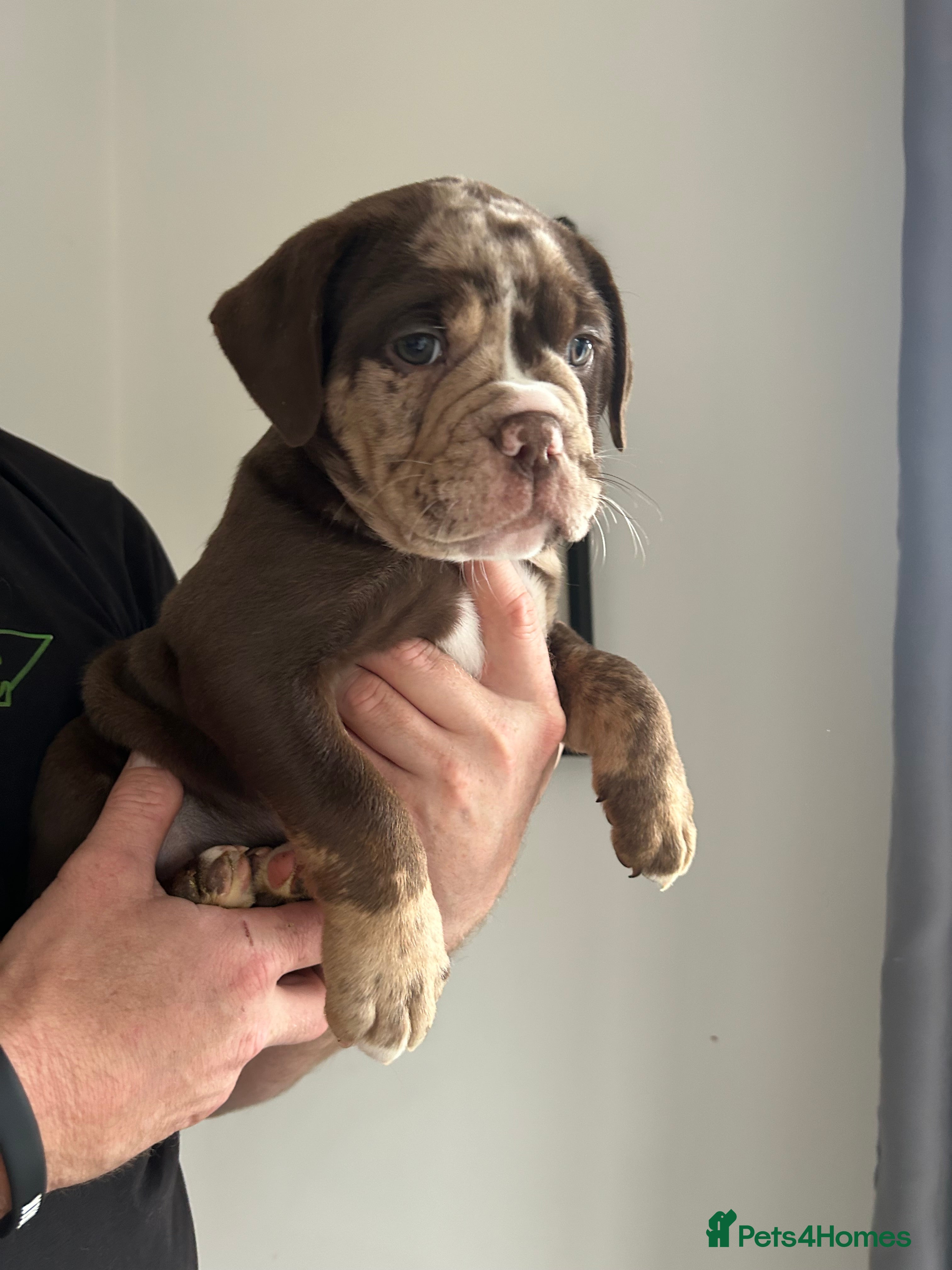 Olde English Bulldogge dogs 🔥Olde English bulldog puppies RTL on 10th🔥 - Advert 2