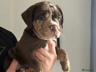 Olde English Bulldogge dogs 🔥Olde English bulldog puppies RTL on 10th🔥 - Advert 2