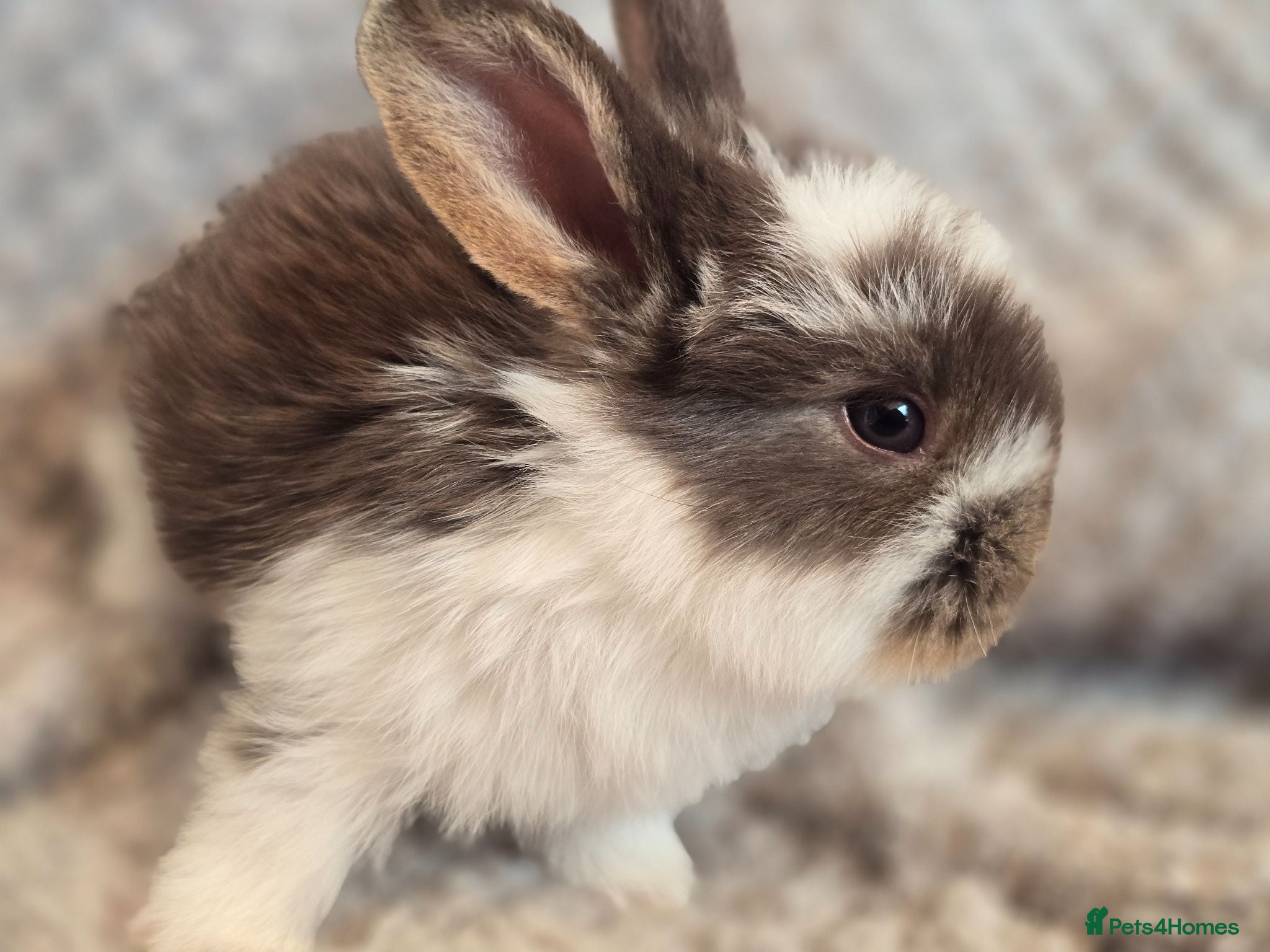 French Lop rabbits Baby French Lop - Advert 2