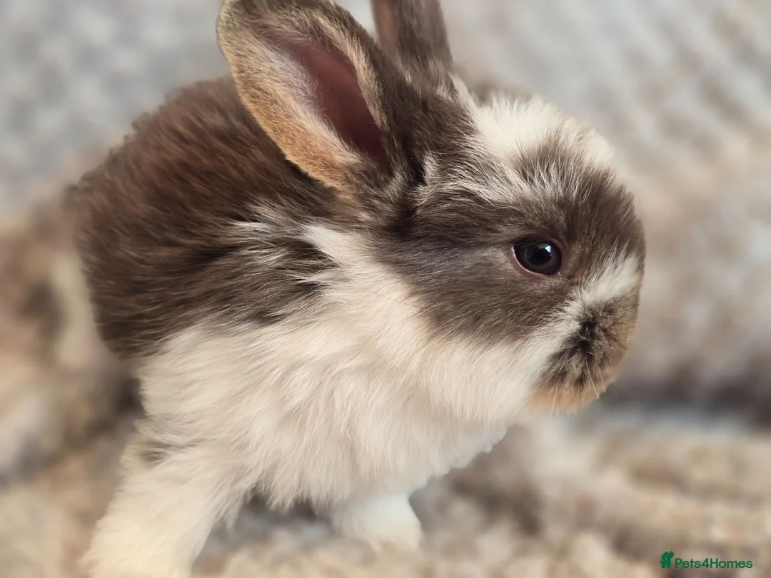 French Lop rabbits for sale: Blue Eye Pedigree French Lop - Advert 1