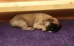 Boxer dogs for sale: 🌟KC REG BOBTAIL BOXER PUPS🌟 - Image 25