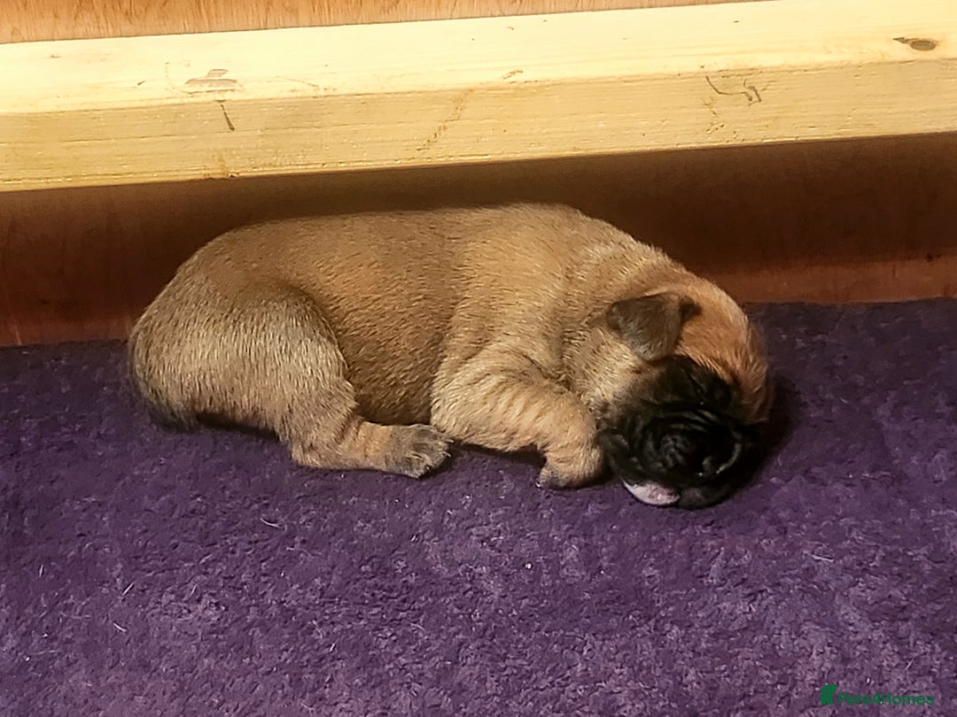 Boxer dogs for sale: 🌟KC REG BOBTAIL BOXER PUPS🌟 - Image 25