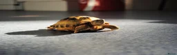 Tortoise reptiles for sale: Tortoise with set up and food - Advert 3