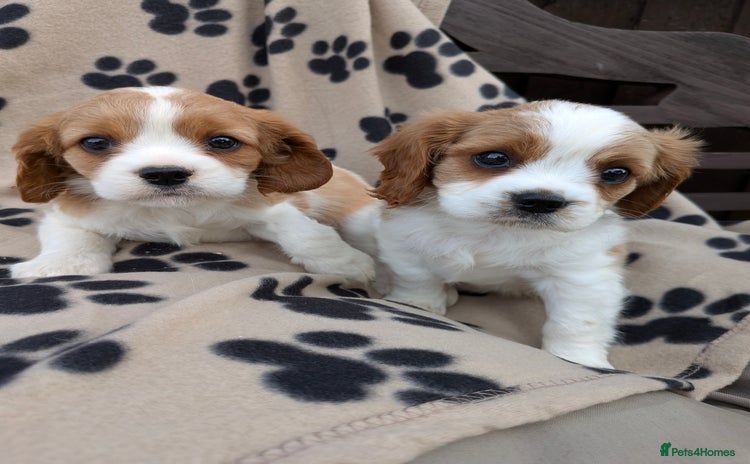 Cavalier King Charles Spaniel dogs - Advert 6