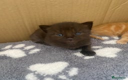Bengal cats for sale: Kittens for sale  - Image 14