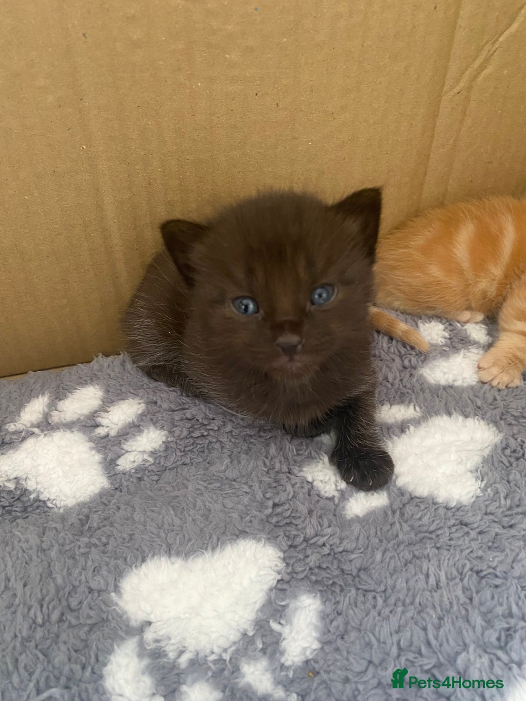 Bengal cats for sale: Kittens for sale  - Image 14