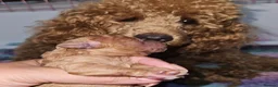 Toy Poodle dogs for sale:  Licensed breeder, kc DNA CLEAR tiny toy poodles! - Advert 16