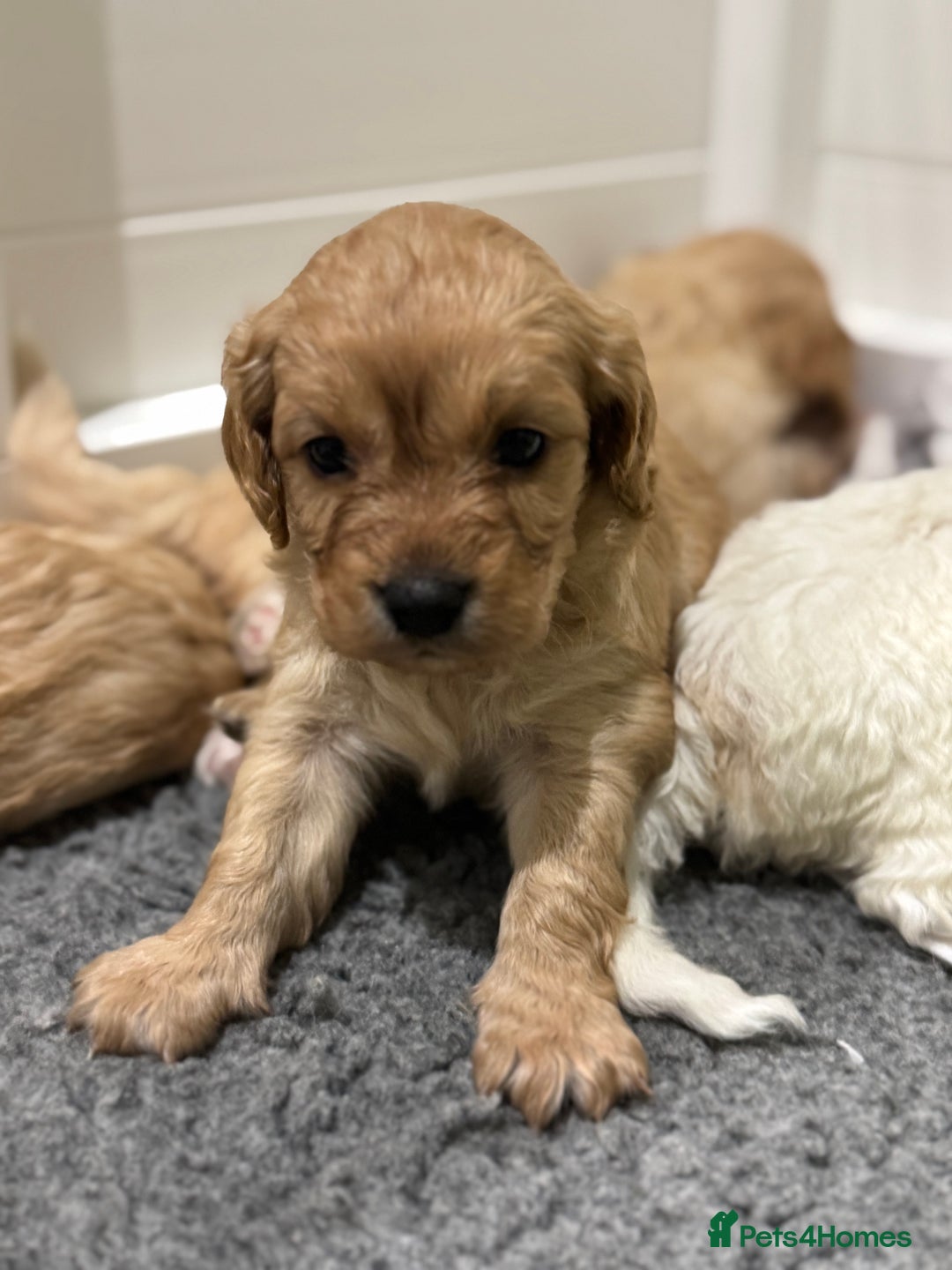 Cavapoochon dogs for sale: Cavapoochon puppies - Advert 11