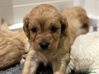 Cavapoochon dogs Cavapoochon puppies - Advert 2