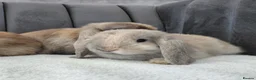 Mini Lop rabbits for sale: Gorgeous Mini Lop Babies - Advert 11