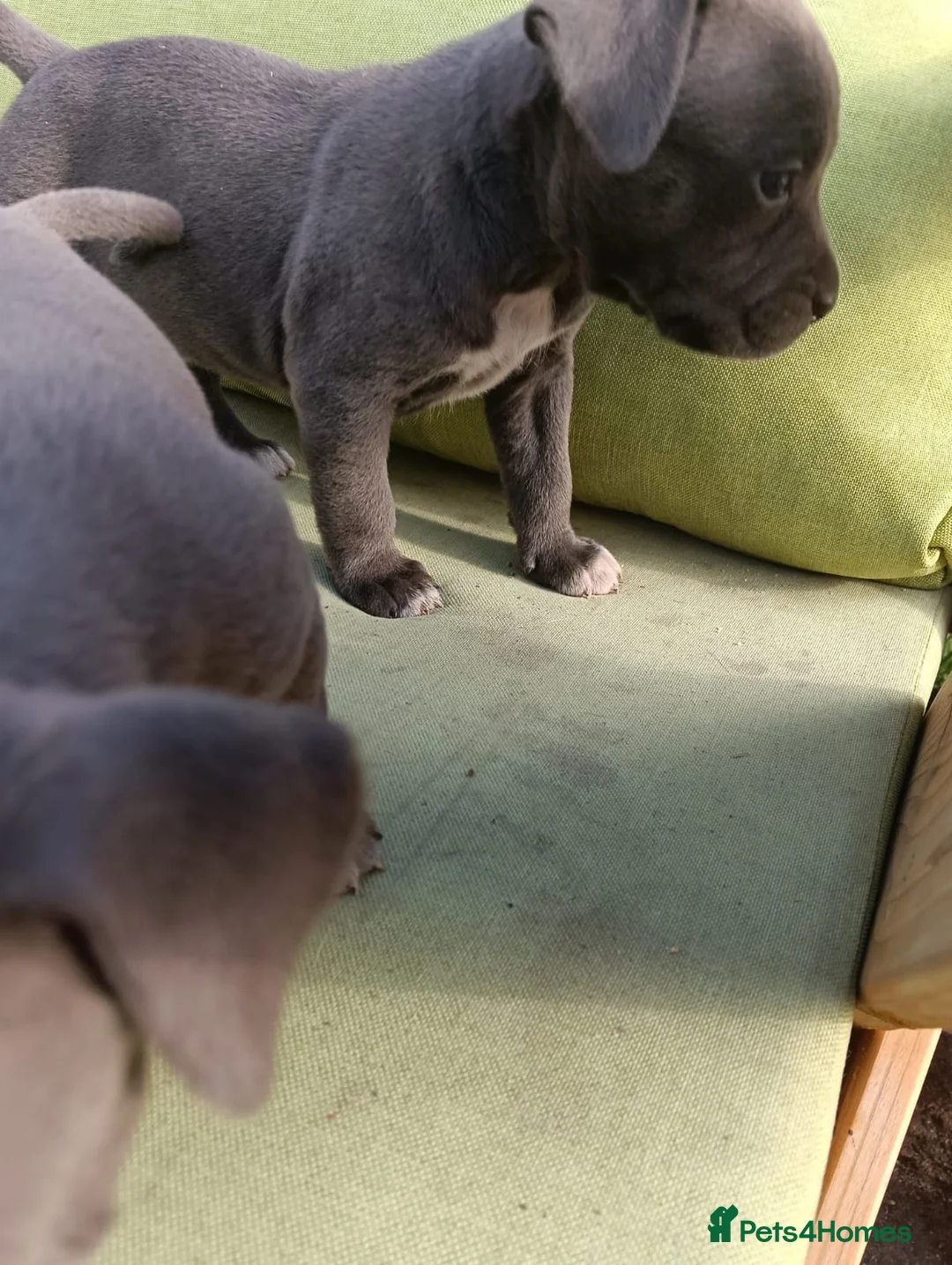 Staffordshire Bull Terrier dogs for sale: Staffordshire Bull Terrier  in Wolverhampton - Advert 2