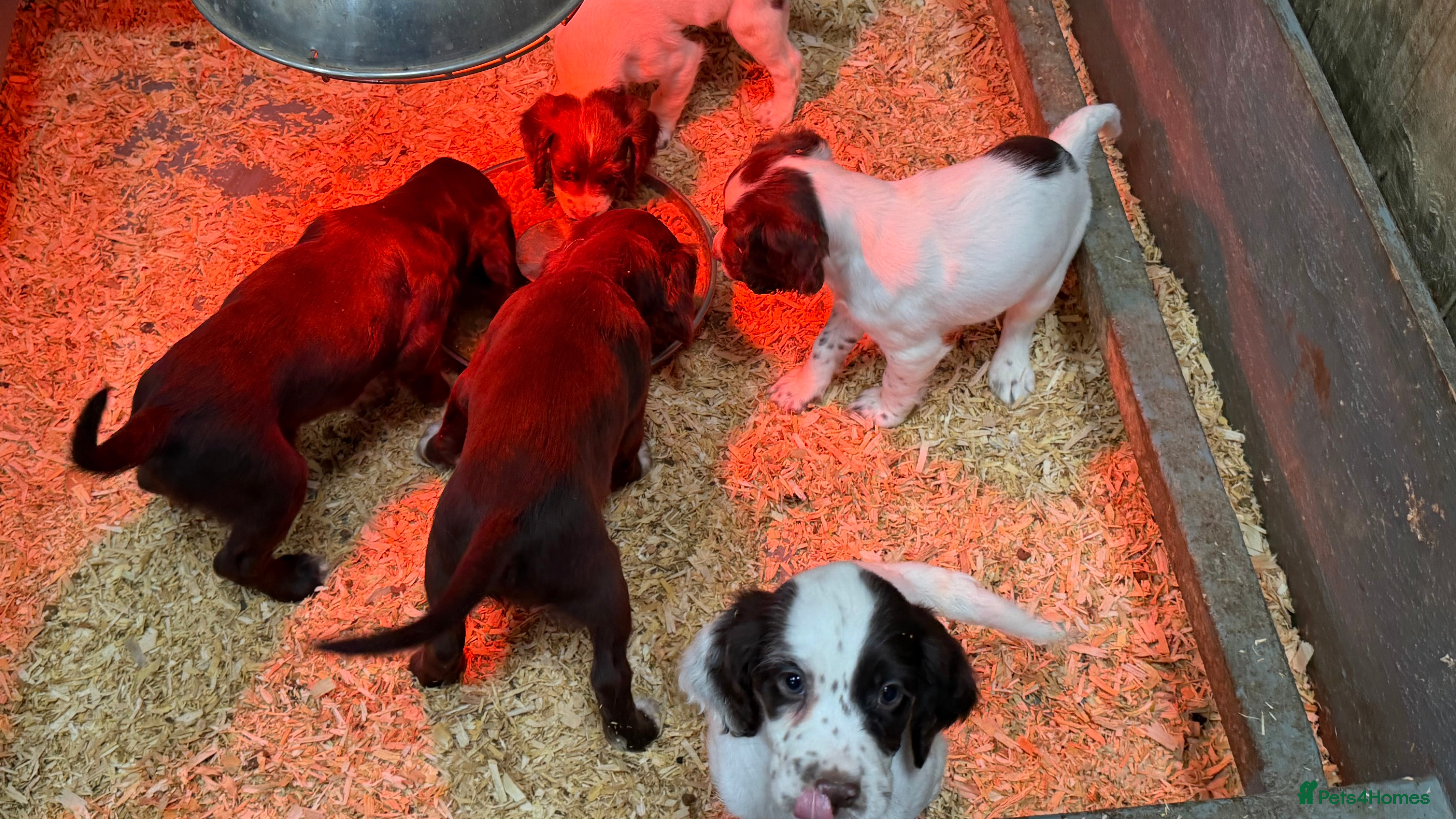 Sprocker dogs for sale: Beautiful Sprocker Spaniels - Advert 2