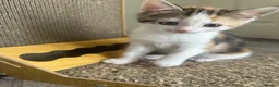 Aegean cats for sale: Adorable Calico Kitten For Sale - Advert 3