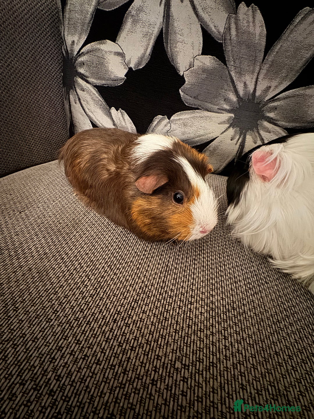 Guinea Pig rodents for sale: 2 lovely bonded girls  - Advert 4