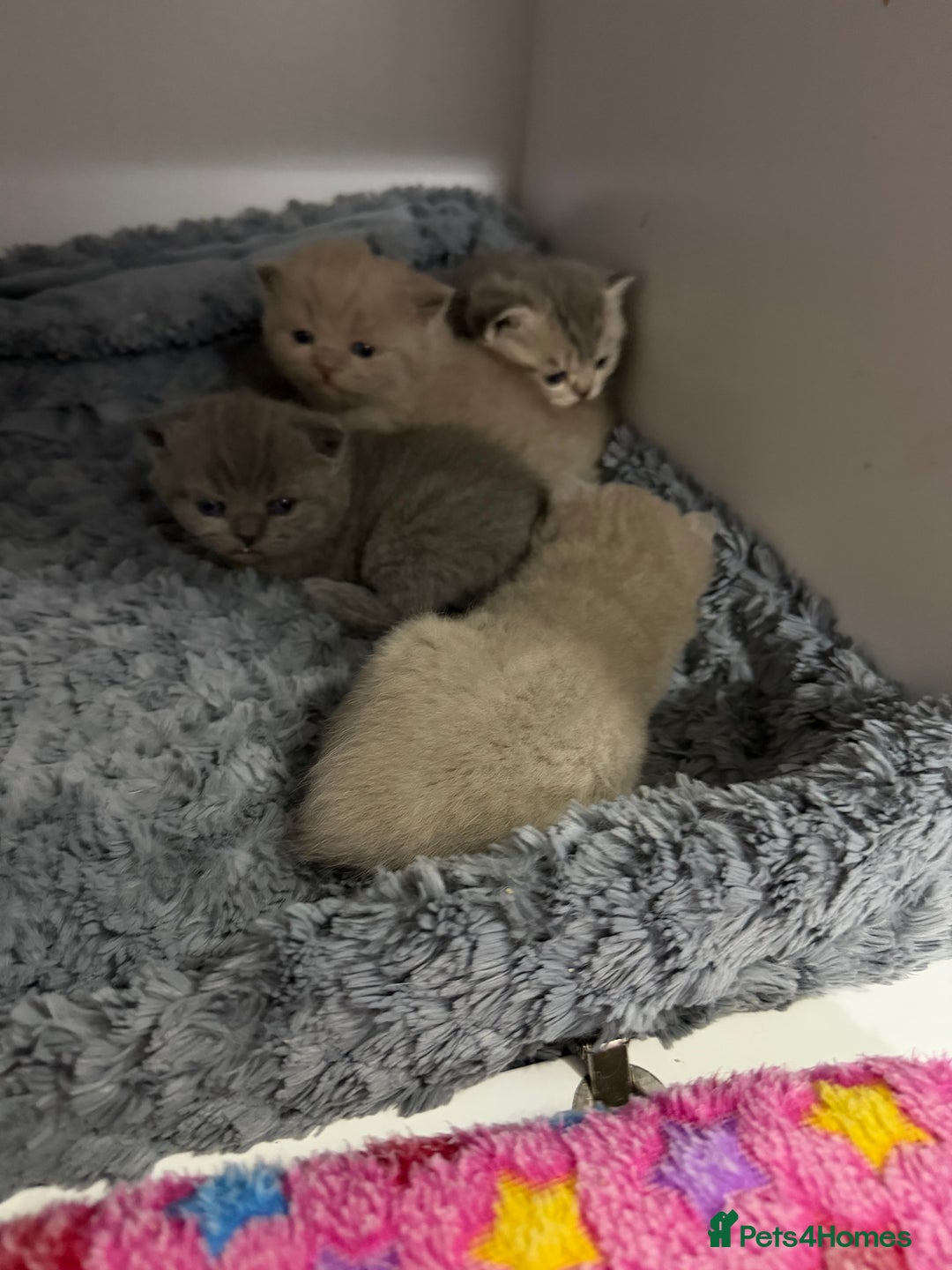 British Shorthair cats for sale: British short hair kittens  - Advert 9