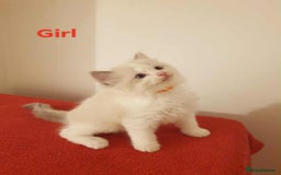 Ragdoll cats for sale: Ragdoll kittens  - Image 1