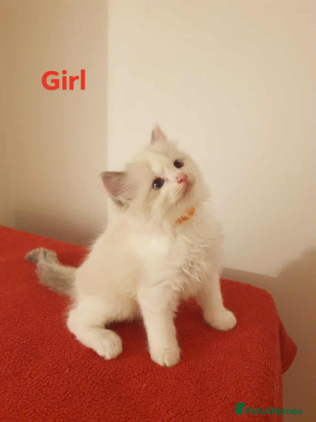 Ragdoll cats for sale: Ragdoll kittens  - Image 1